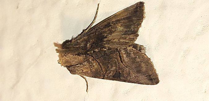 Abrostola tripartita  - Michele Cento