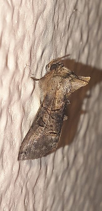 Abrostola tripartita  - Michele Cento