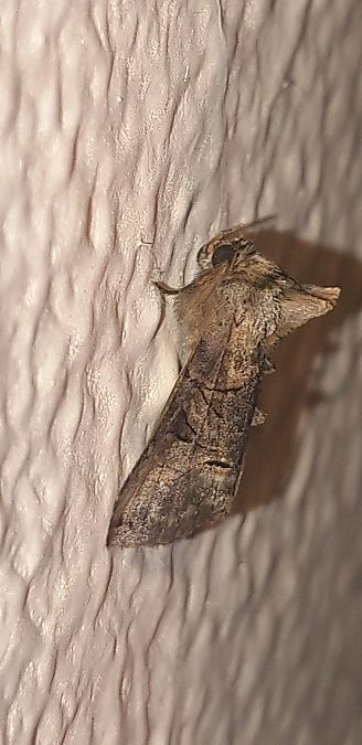 Abrostola tripartita  - Michele Cento