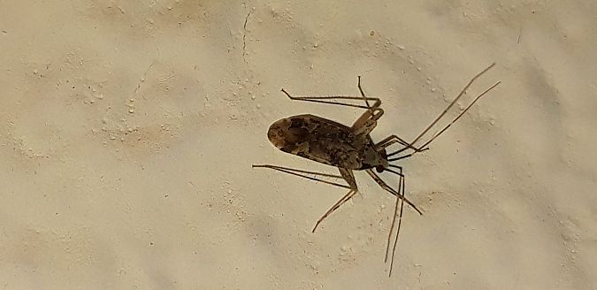 Phytocoris tiliae  - Michele Cento
