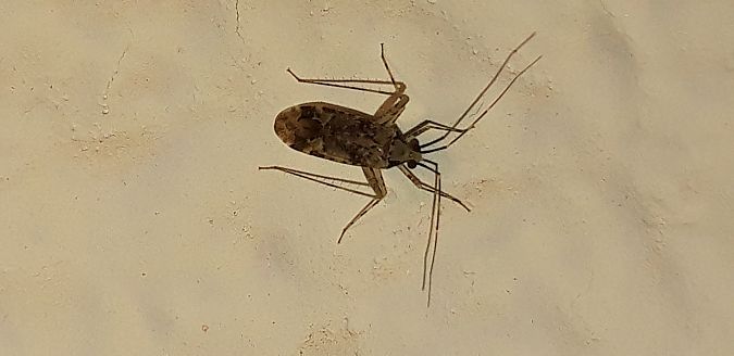 Phytocoris tiliae  - Michele Cento