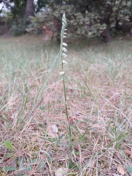 Spiranthes spiralis  - Alain Falvard