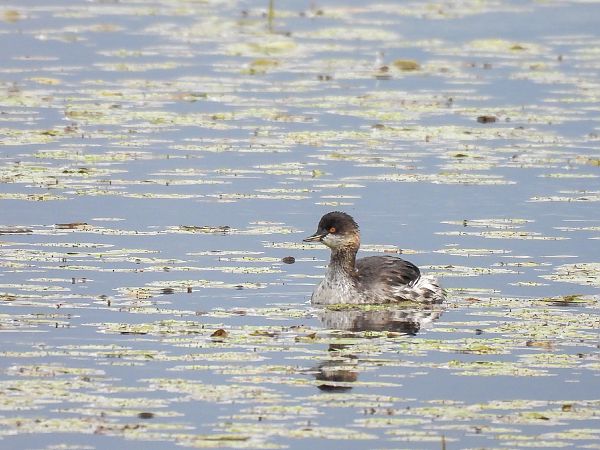 Schwarzhalstaucher  - Natalia Gorczowska