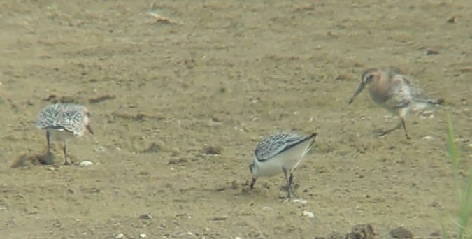 Bécasseau sanderling  - Monika Żochowska