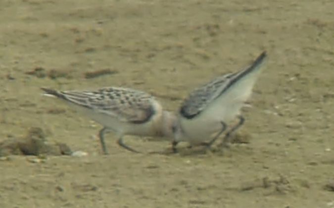 Bécasseau sanderling  - Monika Żochowska