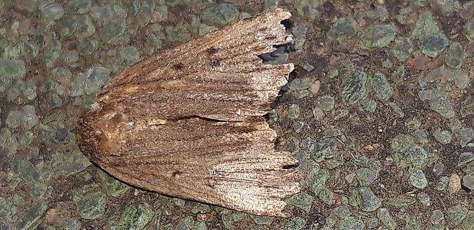 Amphipyra tragopoginis  - Michele Cento