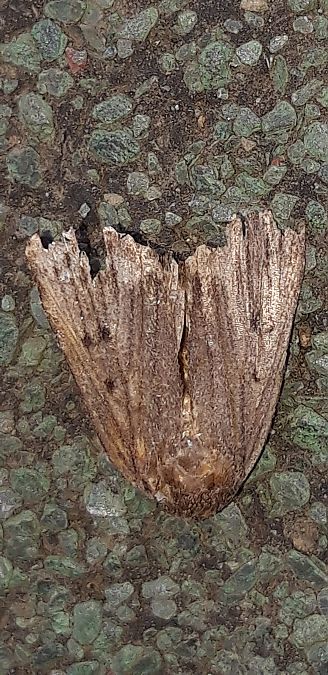 Amphipyra tragopoginis  - Michele Cento
