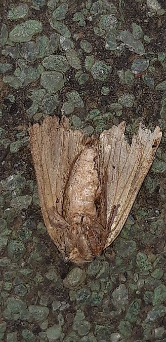 Amphipyra tragopoginis  - Michele Cento