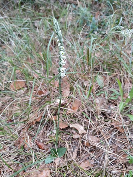 Spiranthes spiralis  - Alain Falvard