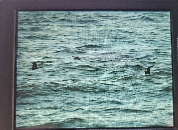 wydrzyk tęposterny  - Krzysztof Kajzer