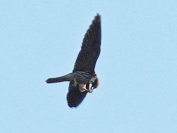 Baumfalke  - Kacper Mikulski