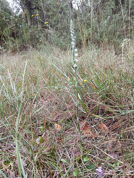 Spiranthes spiralis  - Alain Falvard