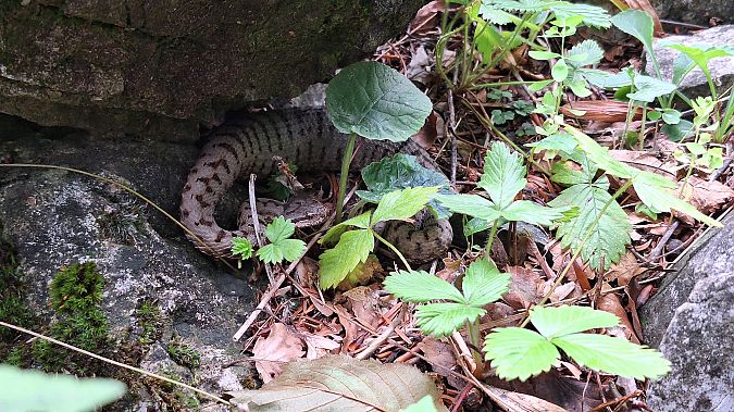 Vipera comune  - Renato Cottalasso