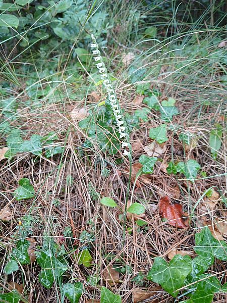 Spiranthes spiralis  - Alain Falvard