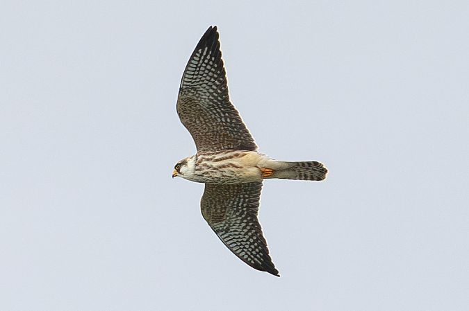 Rotfußfalke  - Viehböck Helga