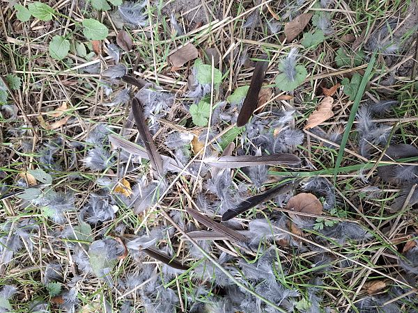 Wacholderdrossel  - Ewa Nalepa