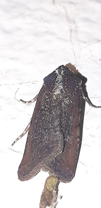 Peridroma saucia  - Michele Cento