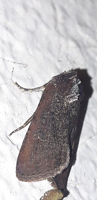 Peridroma saucia  - Michele Cento