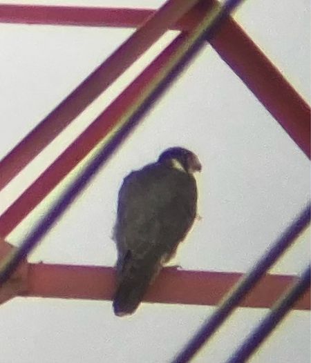 Wanderfalke  - Marian Giertych