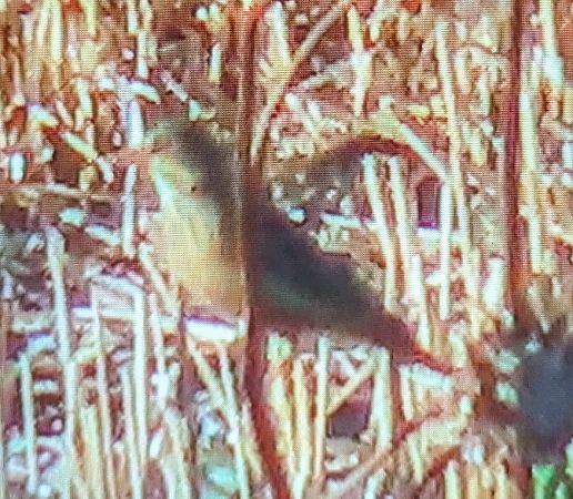 Ortolan Bunting  - Ferran Pujol