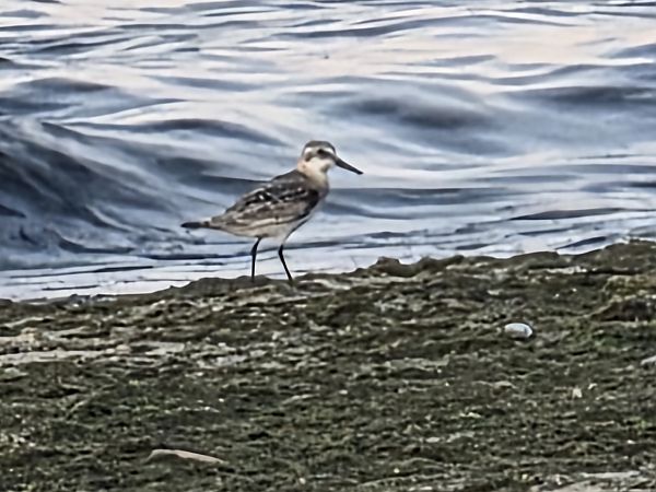 Sanderling  - Albert Wiaderny
