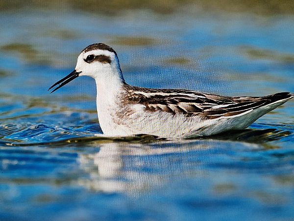 Red-necked Phalarope  - Krzysztof Bziuk