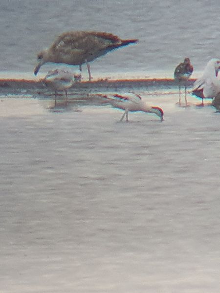 Pied Avocet  - Grzegorz Pac