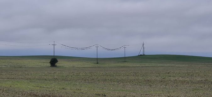 Ringeltaube  - Tomasz Kulakowski