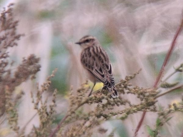 Whinchat  - Tomasz Doroń