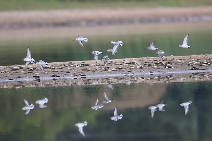 Sanderling  - Mariusz Lizoń
