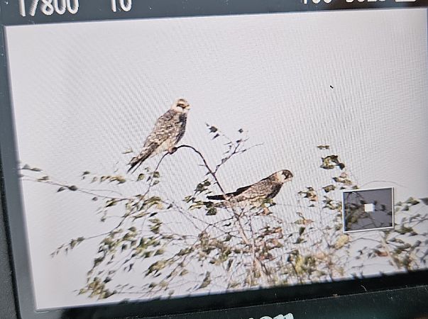kobczyk  - Anna Kamilewicz-Wicik