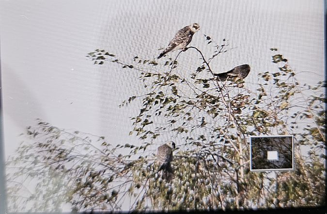 kobczyk  - Anna Kamilewicz-Wicik