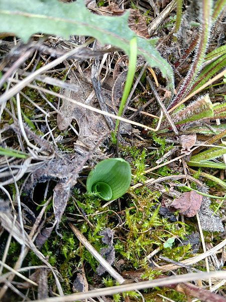 Ophrys sphegodes  - Alain Falvard