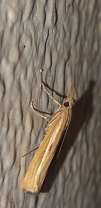 Agriphila tristella  - Michele Cento