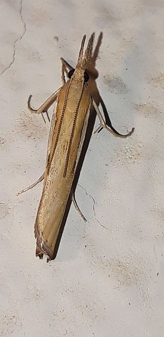 Agriphila tristella  - Michele Cento