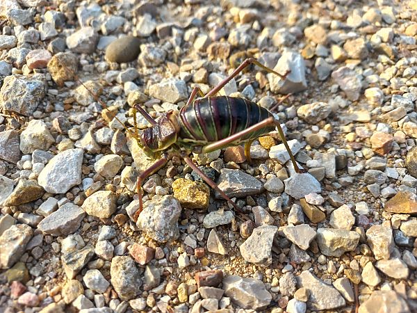 Parasteropleurus perezii  - Marc Olivé