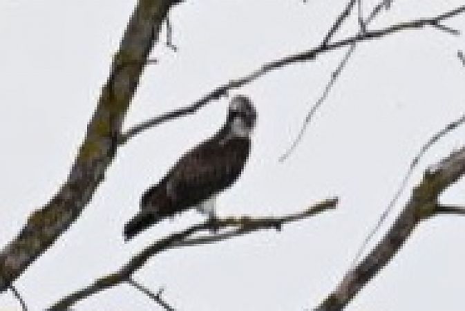 rybołów  - Małgorzata Łuczkiewicz