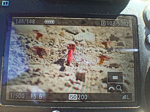 szablak przepasany  - Michał Polakowski