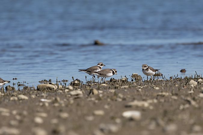 Sandregenpfeifer  - Katarzyna Szałas