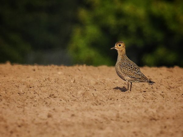 European Golden Plover  - Kacper Mikulski