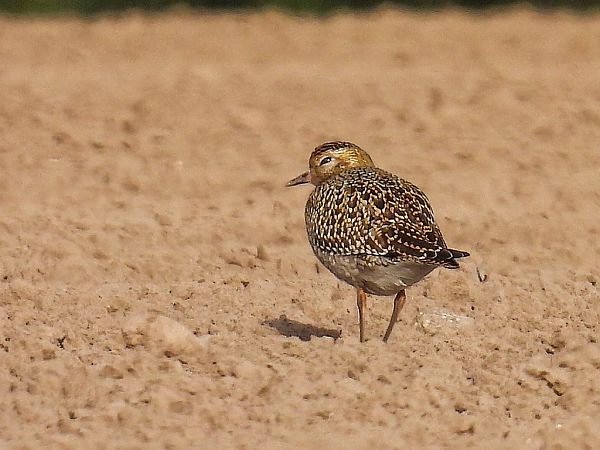 siewka złota  - Kacper Mikulski
