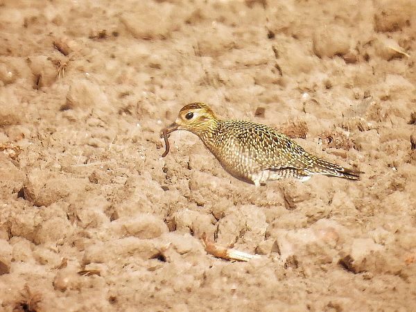 Pluvier doré  - Kacper Mikulski