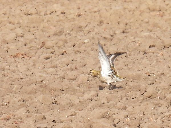 siewka złota  - Kacper Mikulski