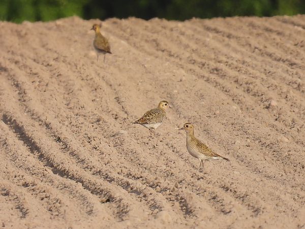 siewka złota  - Kacper Mikulski