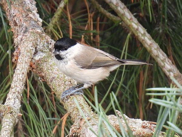 Mésange nonnette  - Kacper Mikulski