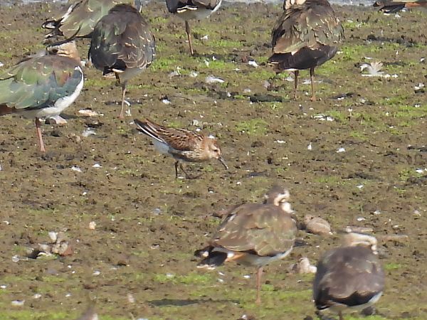 Alpenstrandläufer  - Kacper Mikulski