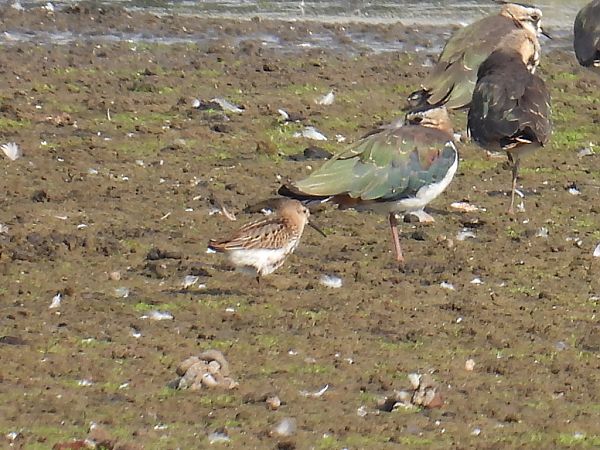 Alpenstrandläufer  - Kacper Mikulski