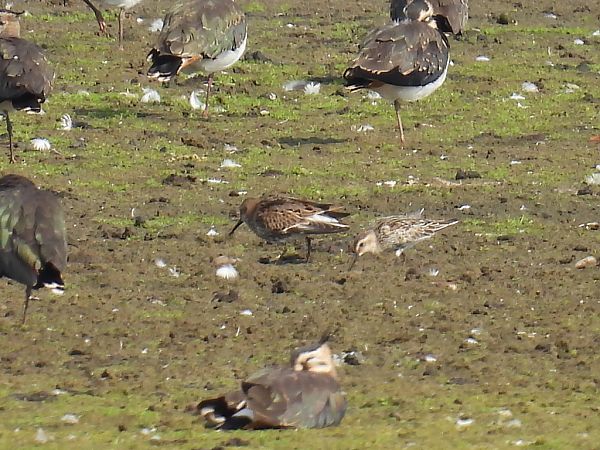 Bécasseau variable  - Kacper Mikulski