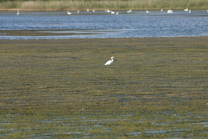 Aigrette garzette 