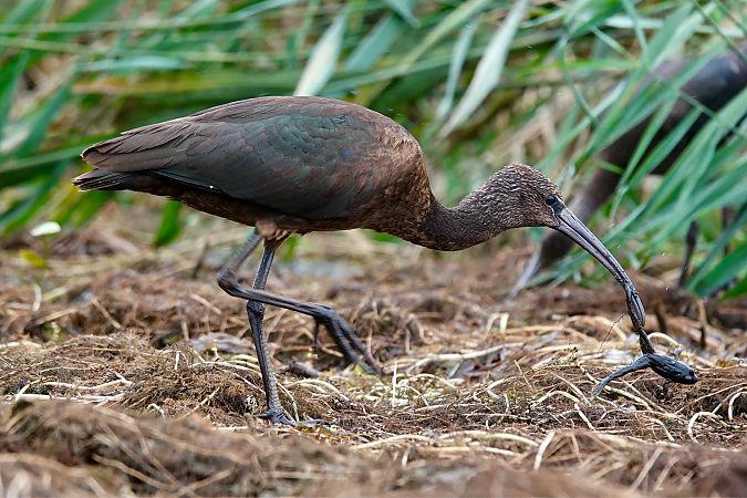 Ibis falcinelle  - Mateusz Gutowski